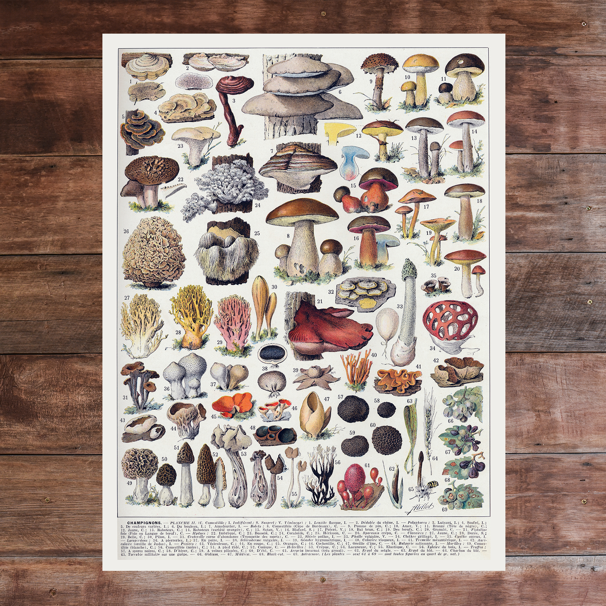 Mushroom Science by Adolphe Millot - Print. Botanical Vintage Art decor