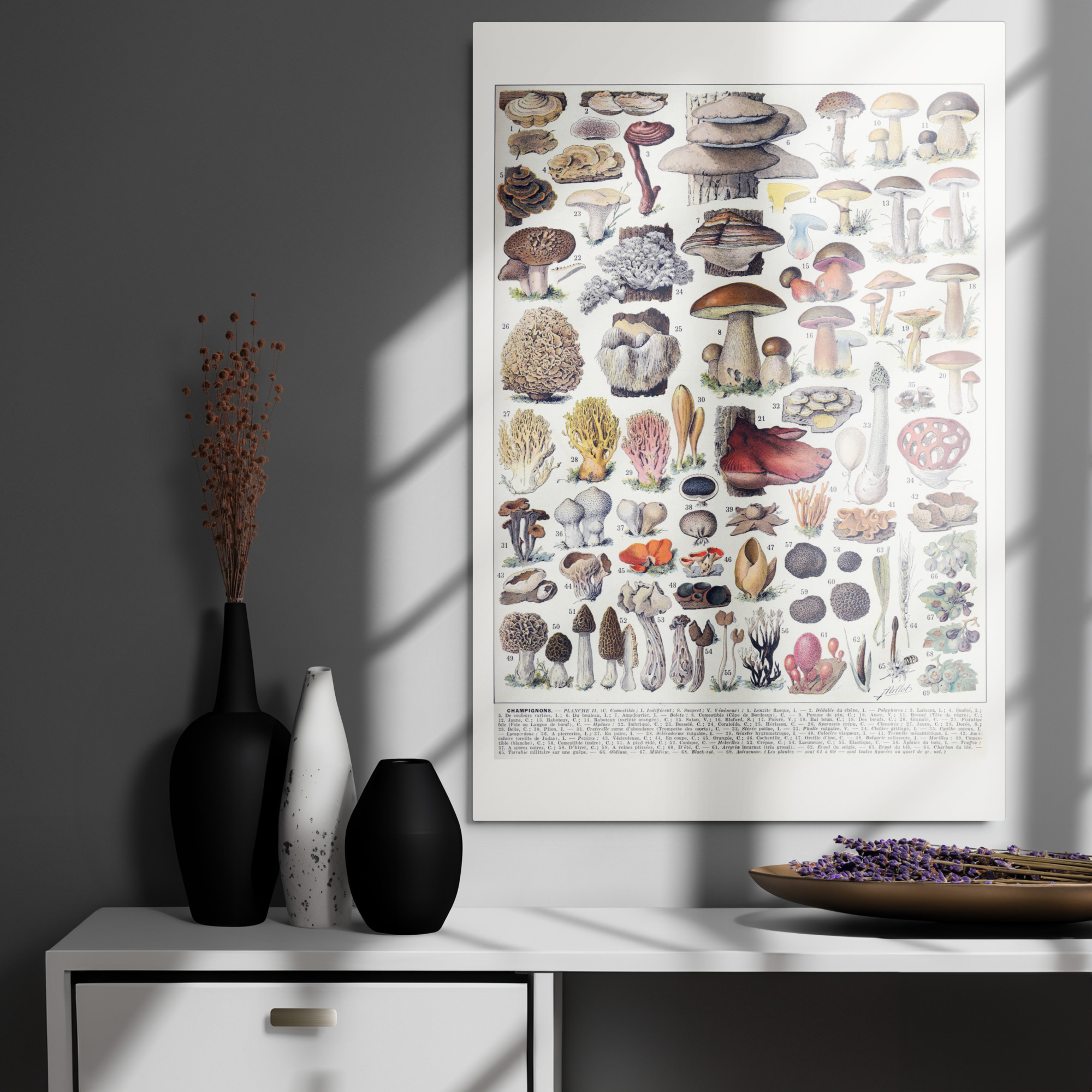 Metal Print Mushroom Science by Adolphe Millot